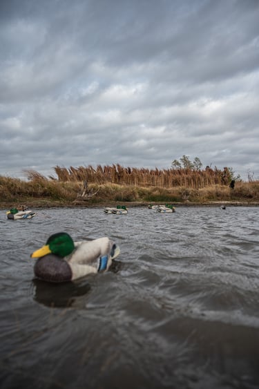Waterfowl Hunting